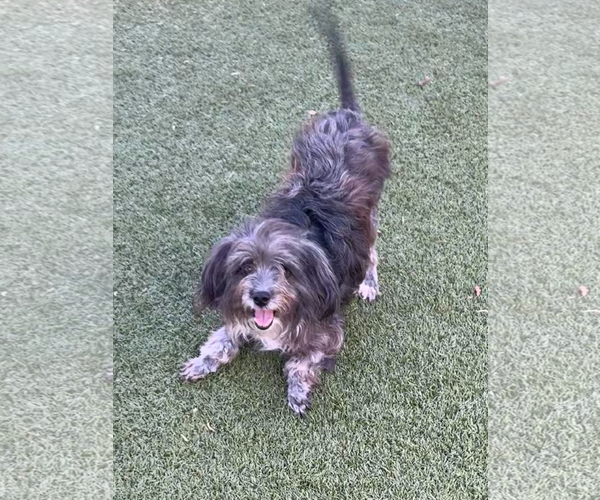 Medium Photo #1 Mutt Puppy For Sale in Woodbury, NY, USA