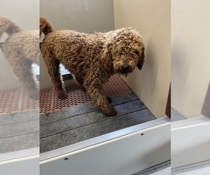 Poodle (Standard) Puppy for sale in TIPPECANOE, IN, USA