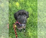 Small #5 Labradoodle