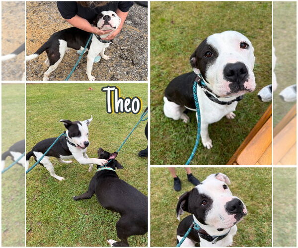 Medium Photo #5 American Staffordshire Terrier Puppy For Sale in Pierceton , IN, USA