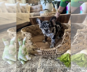 Medium French Bulldog