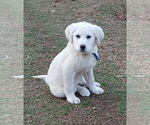 Small #6 Great Pyrenees