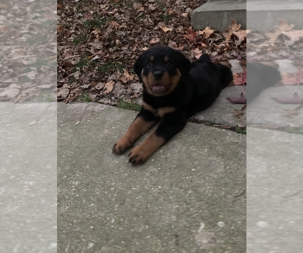 Medium Photo #1 Rottweiler Puppy For Sale in BURTONSVILLE, MD, USA