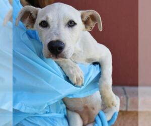 Labrador Retriever-Unknown Mix Dogs for adoption in San Antonio, TX, USA