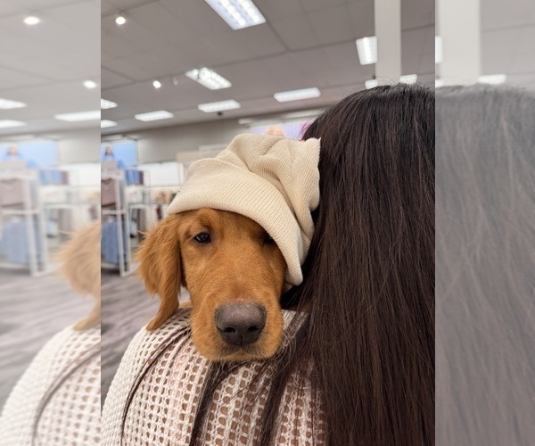 Medium Photo #8 Golden Retriever Puppy For Sale in SOMERSWORTH, NH, USA