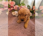Small #16 English Cream Golden Retriever