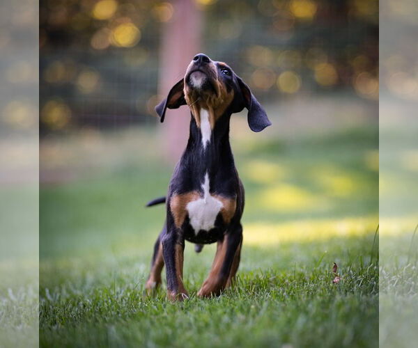 Medium Photo #2 Doberman Pinscher-Unknown Mix Puppy For Sale in Minneaoplis, MN, USA