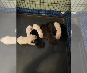 Labrador Retriever Puppy for sale in ROCK HILL, SC, USA