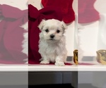 Small Photo #62 Maltese Puppy For Sale in GOSHEN, IN, USA