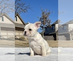 Small Photo #3 French Bulldog Puppy For Sale in YUKON, OK, USA