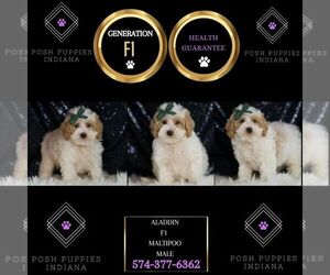 Maltipoo Puppy for sale in WARSAW, IN, USA