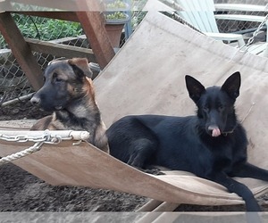 German Shepherd Dog Puppy for sale in ORCHARDS, WA, USA