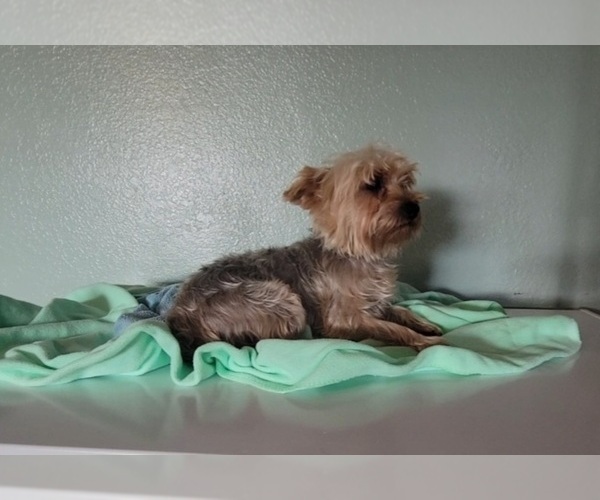 Medium Photo #1 Yorkshire Terrier Puppy For Sale in TUCSON, AZ, USA