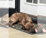 Small #9 Chinese Shar-Pei Mix
