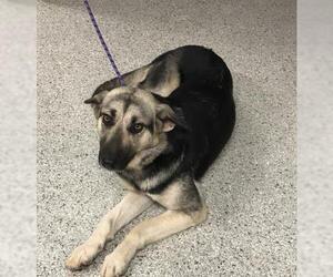 German Shepherd Dog-Unknown Mix Dogs for adoption in Conroe, TX, USA
