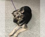 Small German Shepherd Dog Mix