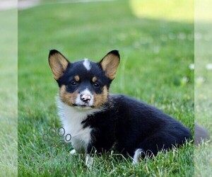 Pembroke Welsh Corgi Puppy for sale in PARADISE, PA, USA