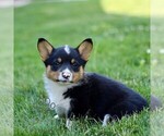 Image preview for Ad Listing. Nickname: Melanie