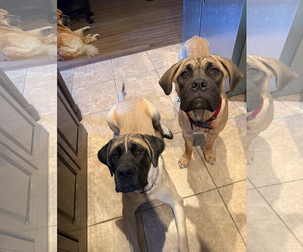 Medium Photo #3 Mutt Puppy For Sale in Goodyear, AZ, USA