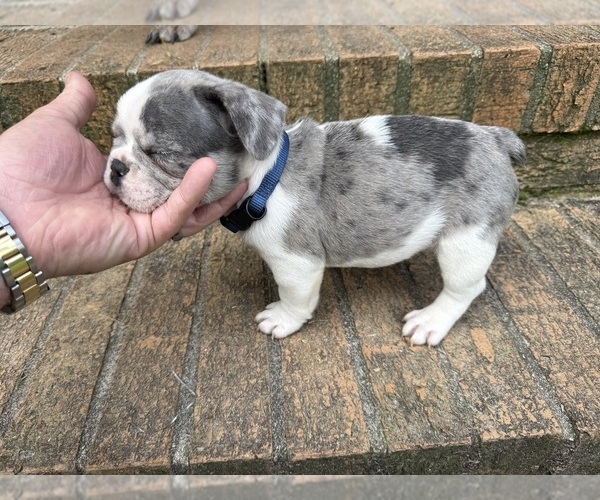Medium Photo #11 French Bulldog Puppy For Sale in MACON, GA, USA