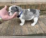 Small #10 French Bulldog