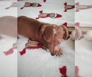 Dachshund Puppy for sale in GORDONVILLE, TX, USA