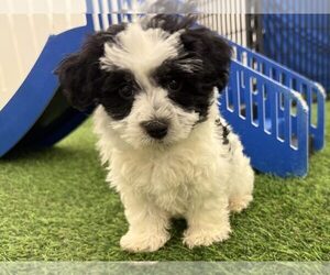 Havanese Puppy for sale in INDIANAPOLIS, IN, USA
