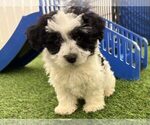 Small Havanese