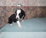 Small Photo #7 Border Collie Puppy For Sale in AIKEN, SC, USA