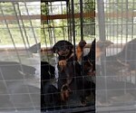Small Photo #11 Rottweiler Puppy For Sale in RIEGELWOOD, NC, USA
