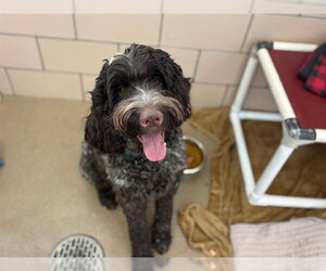 Labradoodle Dogs for adoption in Fort Wayne, IN, USA