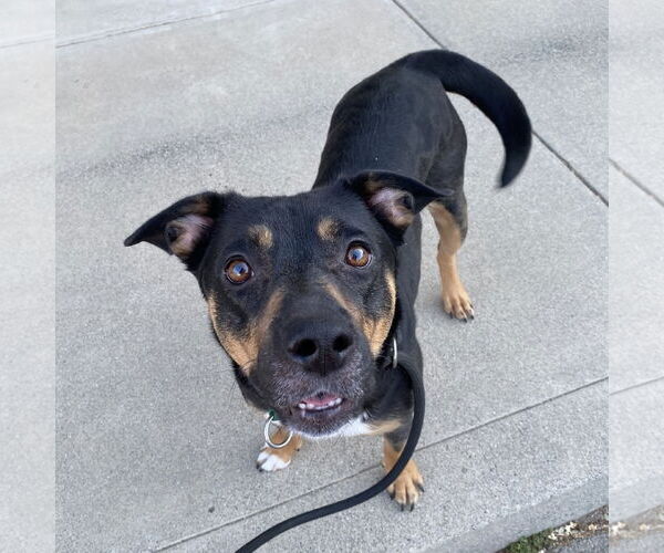 Medium Photo #13 German Shepherd Dog-Unknown Mix Puppy For Sale in Davis, CA, USA