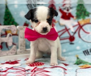 Jack Russell Terrier-Poodle (Standard) Mix Puppy for sale in LANCASTER, PA, USA