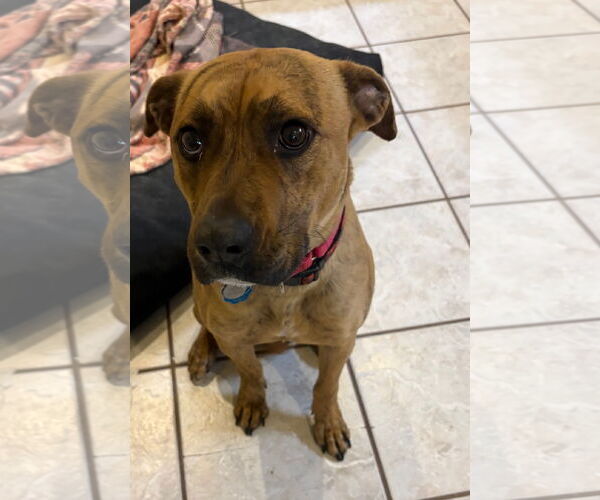 Medium Photo #3  Puppy For Sale in , 