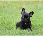 Puppy Cannon French Bulldog