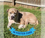 Small #2 American Bulldog Mix