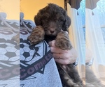 Small Photo #16 Bernedoodle Puppy For Sale in REYNOLDSBURG, OH, USA