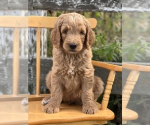 Goldendoodle Puppy for sale in MARYVILLE, MO, USA