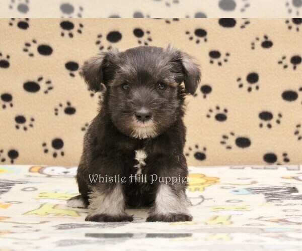 Medium Photo #1 Schnauzer (Miniature) Puppy For Sale in DENVER, PA, USA