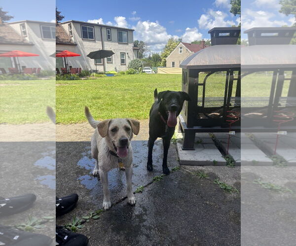 Medium Photo #4 Labrador Retriever-Unknown Mix Puppy For Sale in Minneapolis, MN, USA