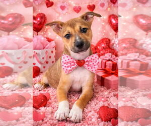 Labrador Retriever-Unknown Mix Dogs for adoption in Royal Palm Beach, FL, USA