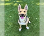 Small German Shepherd Dog