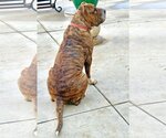 Small Photo #3 Boxer-Mastiff Mix Puppy For Sale in Corona, CA, USA