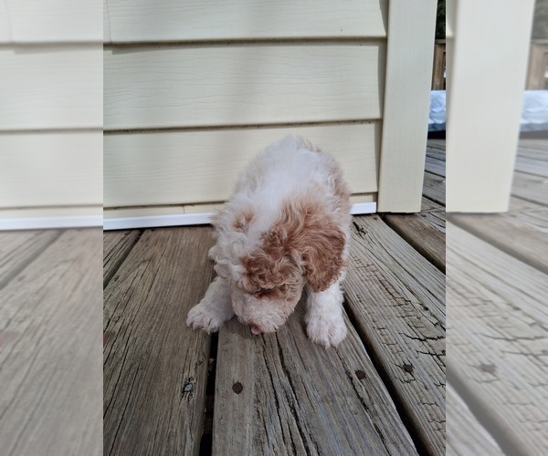 Medium Photo #77 Goldendoodle (Miniature) Puppy For Sale in GASTONIA, NC, USA