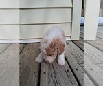 Small Photo #77 Goldendoodle (Miniature) Puppy For Sale in GASTONIA, NC, USA