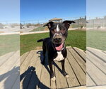 Small Photo #2 American Staffordshire Terrier-Labrador Retriever Mix Puppy For Sale in Pierceton , IN, USA