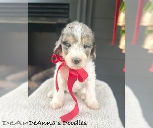 Bernedoodle (Miniature) Puppy for sale in FLATWOODS, KY, USA