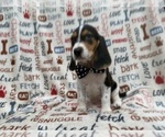 Small #5 Beagle
