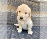 Small Photo #6 Goldendoodle Puppy For Sale in ELIZABETH, CO, USA