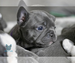 Small Photo #16 French Bulldog Puppy For Sale in SPOKANE, WA, USA